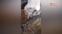 Yavru kedilere annelik yapan tavuk, yürekleri ısıttı