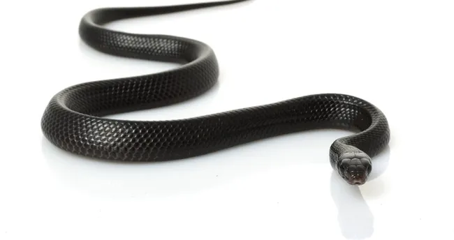 Rüyada Kara Yılan ısırması Rüyada Kara Yılan ısırması