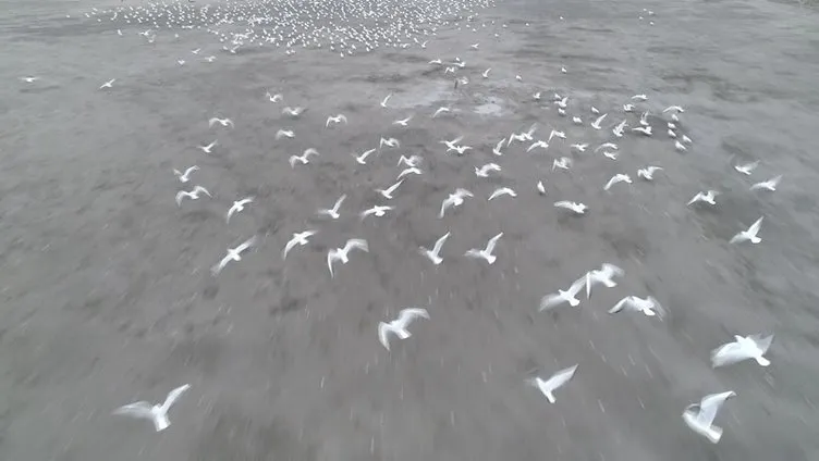Kazlıçeşme’de otoparka sığınan yüzlerce martı havadan fotoğraflandı