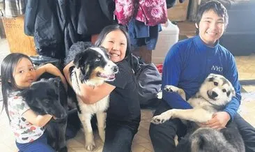Kayıp köpek Nanuq Bering Denizi’ni aştı