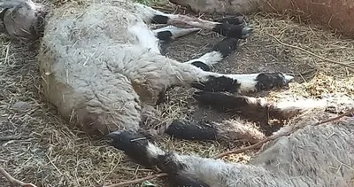 Sokak köpekleri bu kez koyunlara saldırdı #diyarbakir
