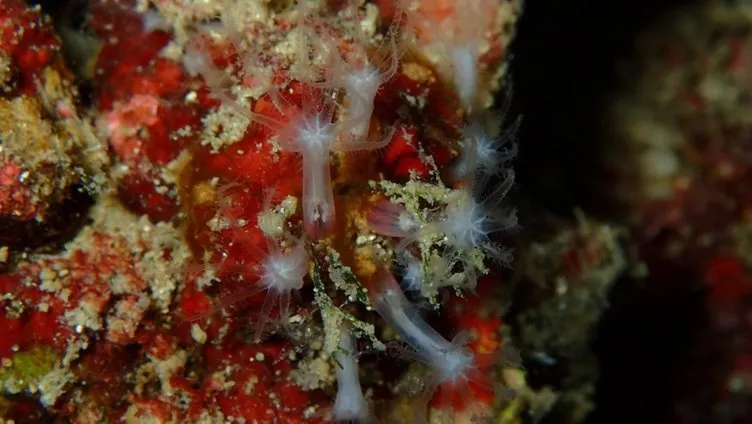 Edremit’in saklı hazinesi kırmızı mercanlar koruma altına alınacak