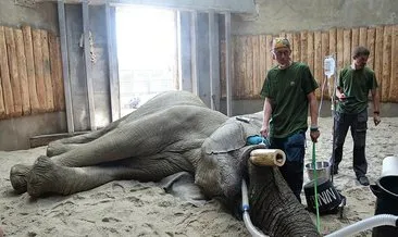 Polonya’da 5,5 tonluk filin dişi ameliyatla çekildi