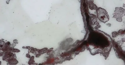 Dünyanın en eski yaşam izleri bulundu