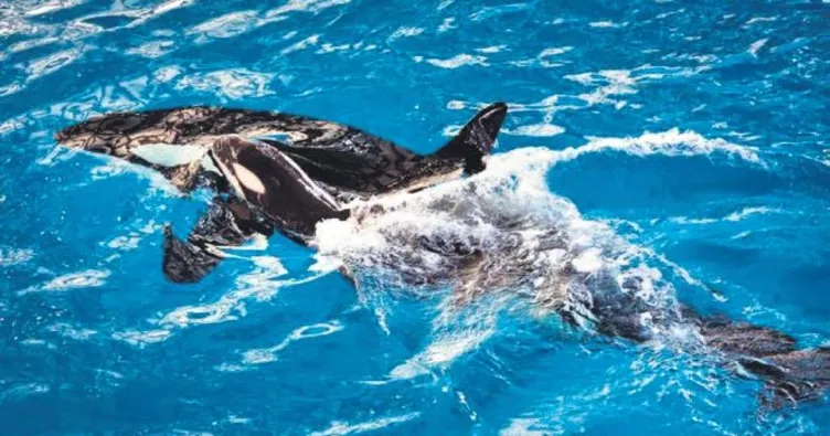 Orkanın babası aranıyor