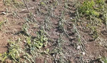 Tunceli’de, sağanak yağış ve dolu hayatı olumsuz etkiledi: Yıldırım düşmesi nedeniyle 2 kişi yaralandı #tunceli