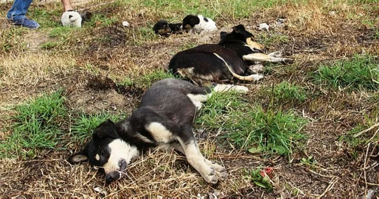 Çanakkale’de 4 köpek zehirli tavuk etleriyle katledildi