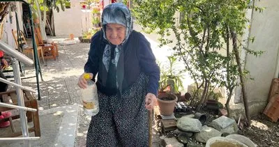Gökova'nın asırlık çınarları #mugla