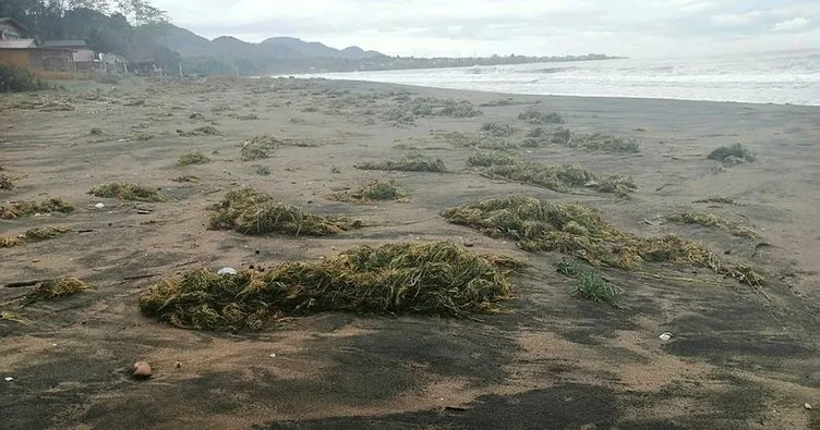 Deniz yosunları Ünye sahiline vurdu!