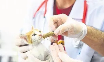 Yavru Güneş’i ekipler kurtardı