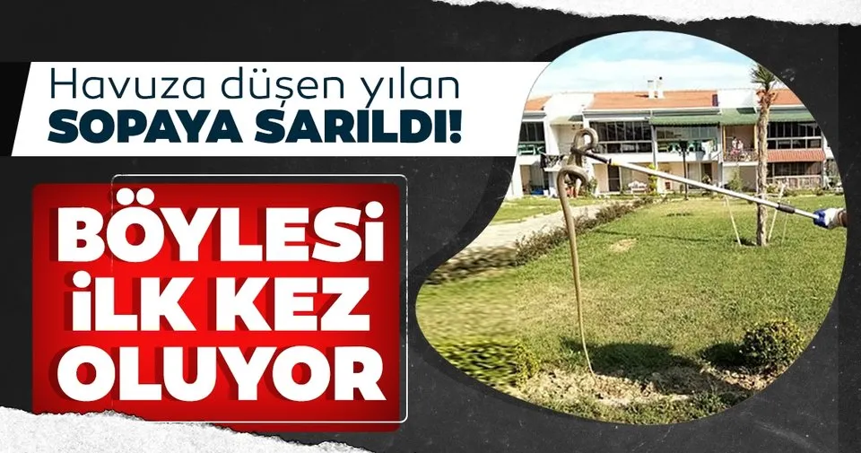 havuza dusen yilan sopaya sarildi