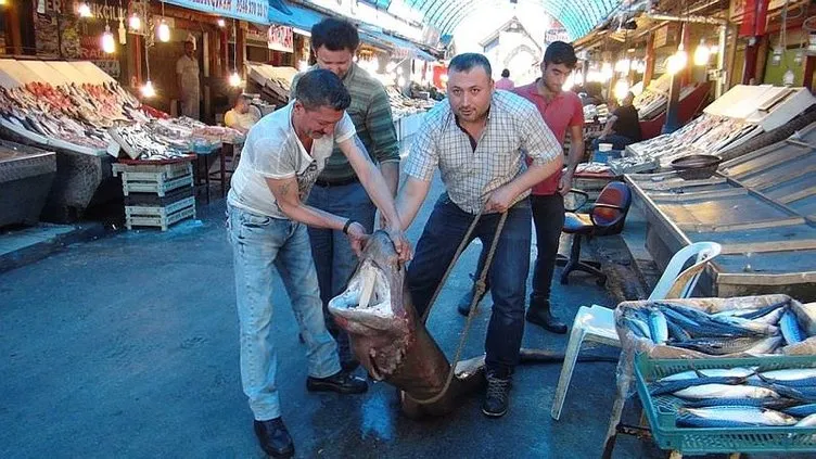 Mersin’de balıkçıların ağına köpek balığı takıldı