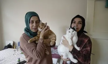 Hayvansever kadınlar engelli kedileri hayata bakın nasıl bağladılar! #gumushane