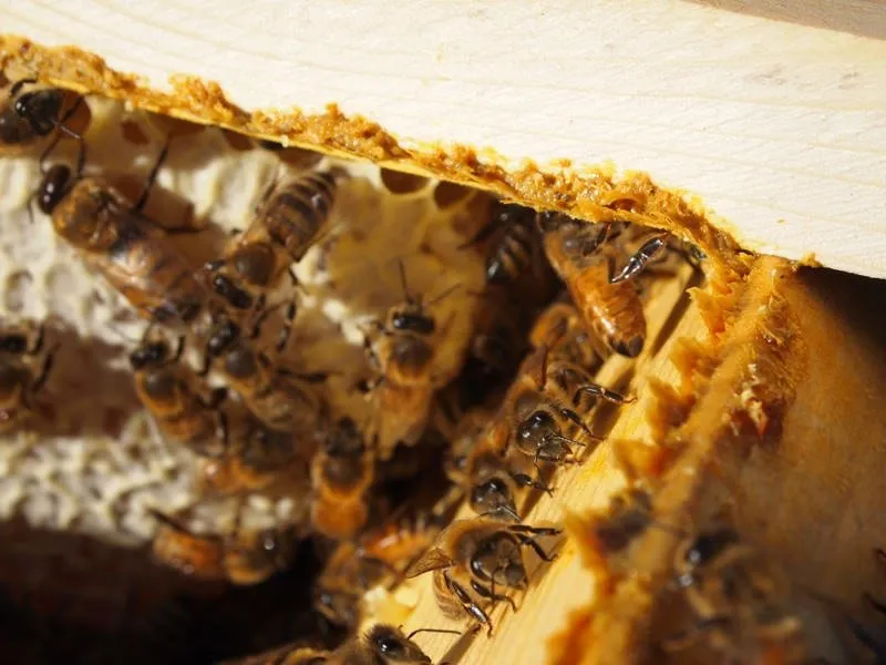 propolis nedir faydalari nelerdir