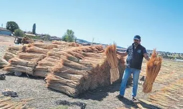 Süpürge otunun hasadı başladı