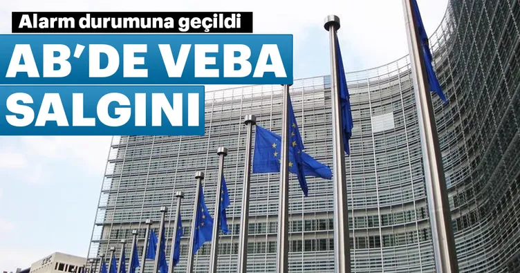 AB’de ’Afrika domuz vebası’ alarmı