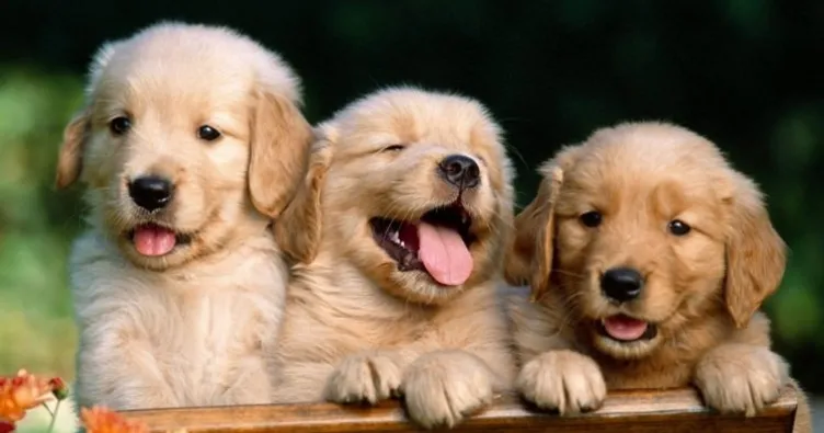 RÜYADA KÖPEK GÖRMEK - Rüyada köpek ısırması, saldırması, köpek