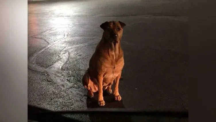 Her gece evden kaçıyordu! KöpeÄini takip eden sahibi gözlerine inanamadı...