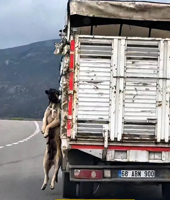 Yozgat’ta çekilen görüntülere tepki yağmıştı! O köpeğin sahibi konuştu: Can güvenliğim yok!