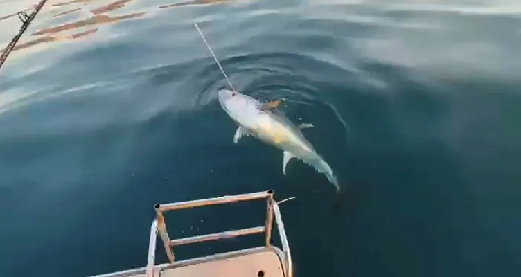 Antalya'da oltaya gelen balığı görünce gözlerine inanamadılar! Tekneyi tam bir 1 saat sürükledi