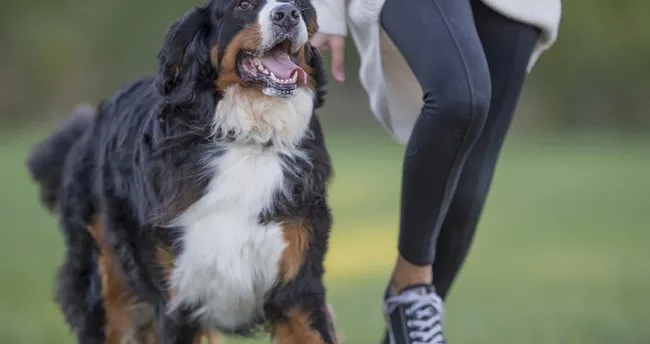 Bernese Dağ Köpeği Bakımı ve Özellikleri - Bernese Dağ Köpeği Nasıl Bakılır ve Eğitilir, Çok Tüy Döker Mi?