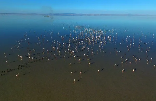 Tuz Gölü'nde 'flamingo kreşi'