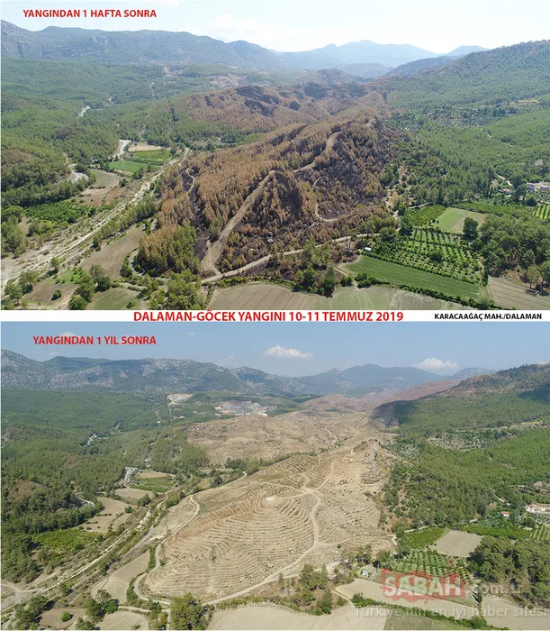 Muğla'da yanan alanlar tekrar yeşeriyor