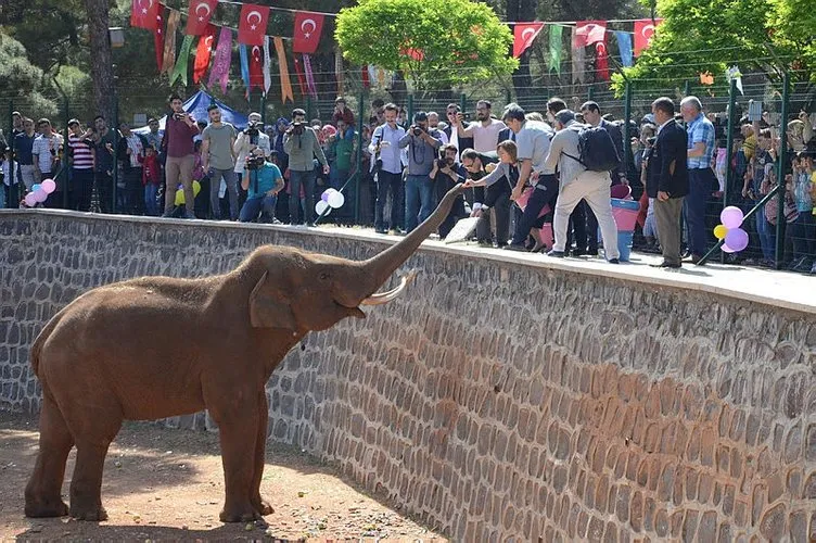 Gaziantep�te fil �Gabi�ye 50 bin kişiyle doğum günü Gaziantep�te fil �Gabi�ye 50 bin kişiyle doğum günü