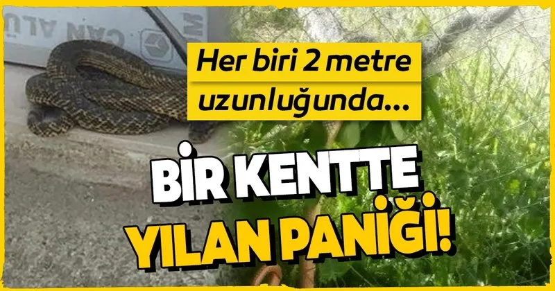 bursa da yilan panigi itfaiye uyardi