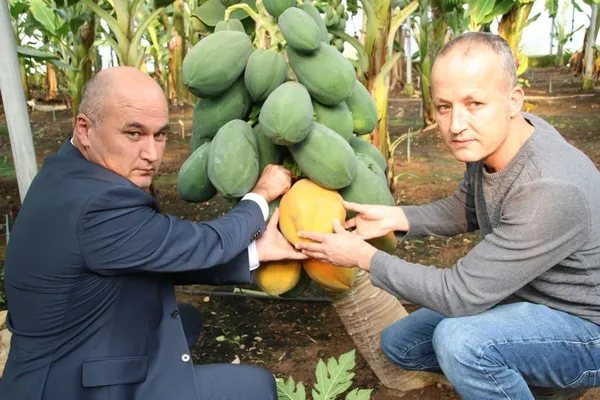 papaya-uretim-denemesinde-yuksek-verim-1-fidani-60-kilo-urun-verdi-1670932114533.jpg