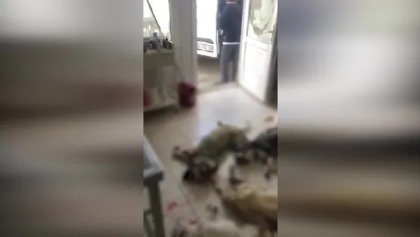 İzmir’de CHP’li belediyenin barınağında köpek katliamı!