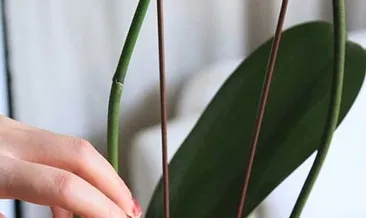 Saksınızın dibine buz koyarsanız...