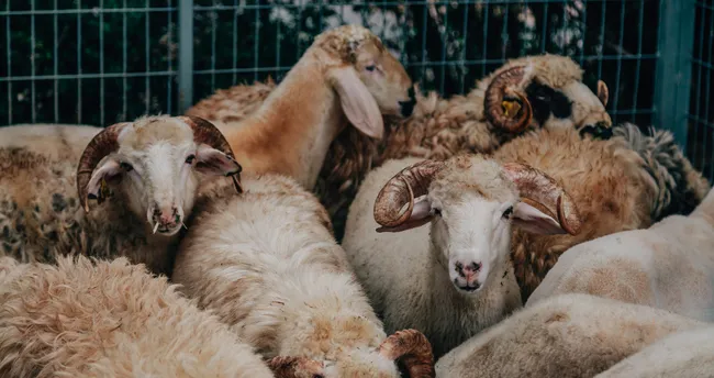 2020 diyanet takvimi kurban bayrami ne