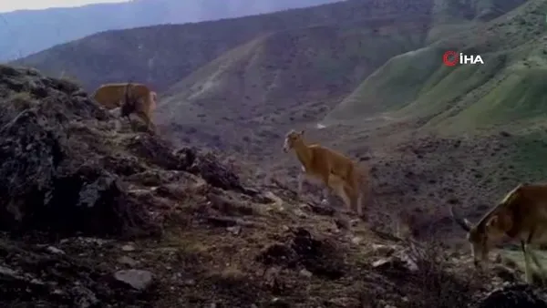 Afyonkarahisar'da yaban hayvanları fotokapana böyle yansıdı | Video