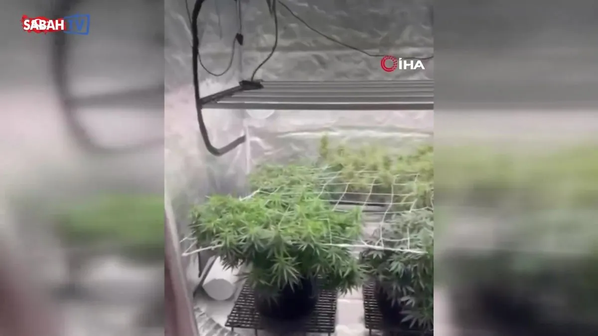 Kenevir yetiştirmek için kamp çadırını gizli sera yaptılar: 3 gözaltı | Video
