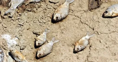 Korkutan manzara: Binlerce balık öldü!