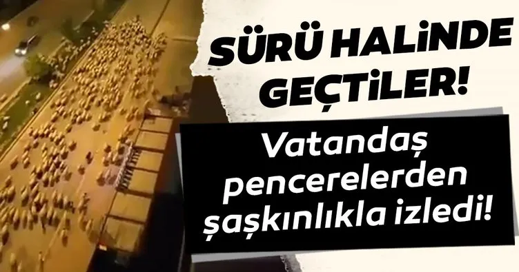 Samsun’da sokaklar koyunlara kaldı