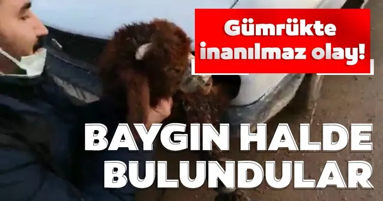Son dakika: Gümrükte inanılmaz olay! Kuzuları Türkiye’ye geçirmek için otomobil farına koydular