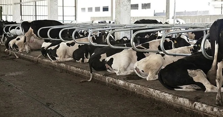 Türkiye'nin hastalık nedeniyle reddettiği büyükbaş hayvanlar, geri getirildiği İspanya'da itlaf edilecek