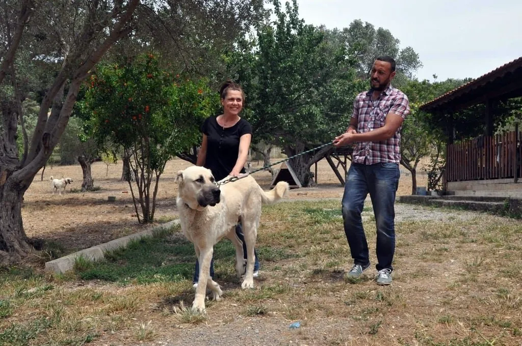 İstanbul�dan kaçıp İzmir�de köpek çiftliği kurdular FotoHaber Yaşam