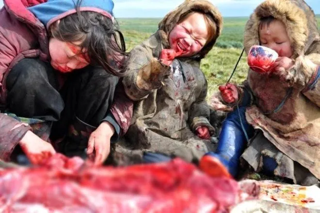 Çiğ et yiyip kan içiyorlar! Nenet kabilesinin tek bir amacı var
