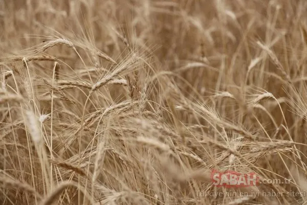 2 bin yıllık ata tohumu! O ilimizde hasat gerçekleşti...