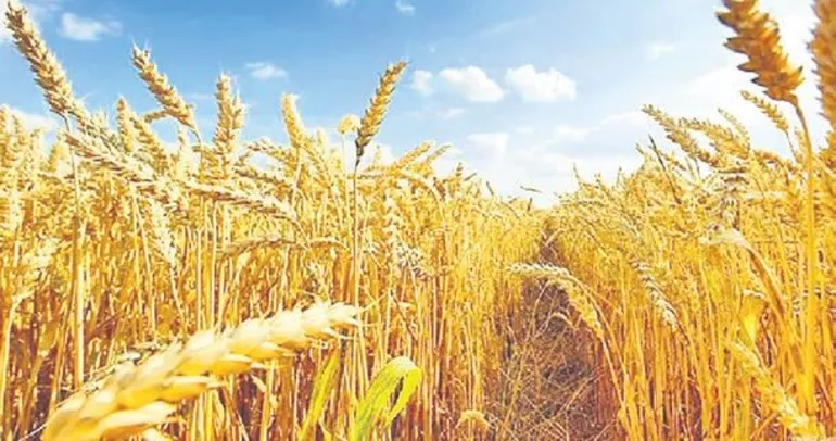 Buğday üretimini ikiye katladılar
