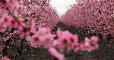 Amik Ovası’nda renk cümbüşü