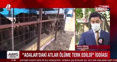 İBB’den kalpleri acıtan itiraf! 224 at öldü | Video
