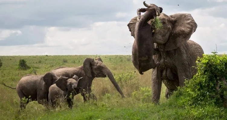 Doğanın vahşi yüzü! Yavru fillere yaklaşan bufalonun korkunç sonu