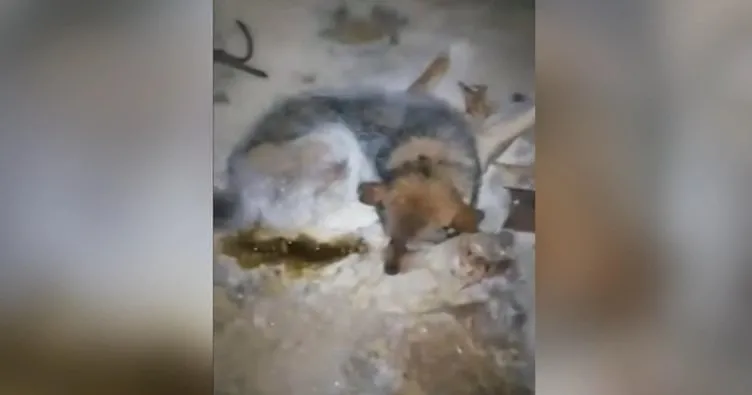 Rusya’da buz tutan köpek şoke etti! Kasaba sakinleri…