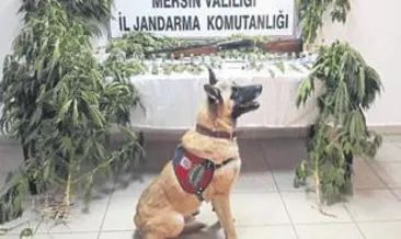 Mersin’de uyuşturucu operasyonu