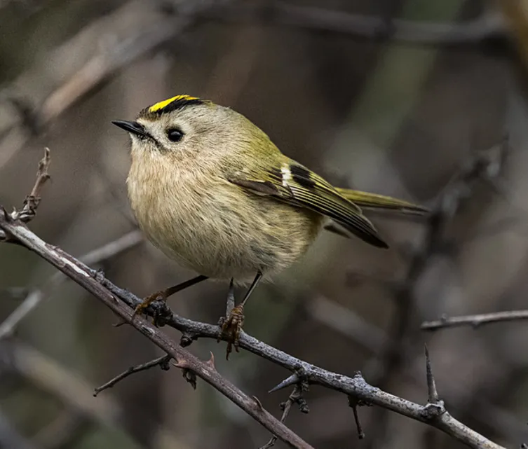 Sadece 7 santimetre! Bu minik canlının soğukla mücadelesi yürekleri ısıttı