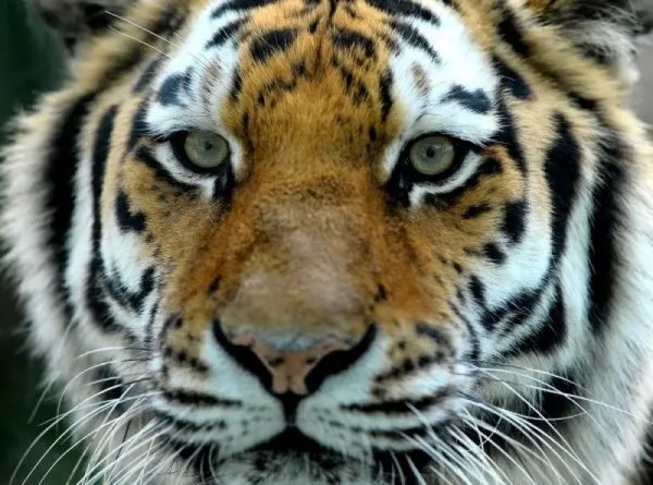 Bengal kaplanları dört gözle kar bekliyor